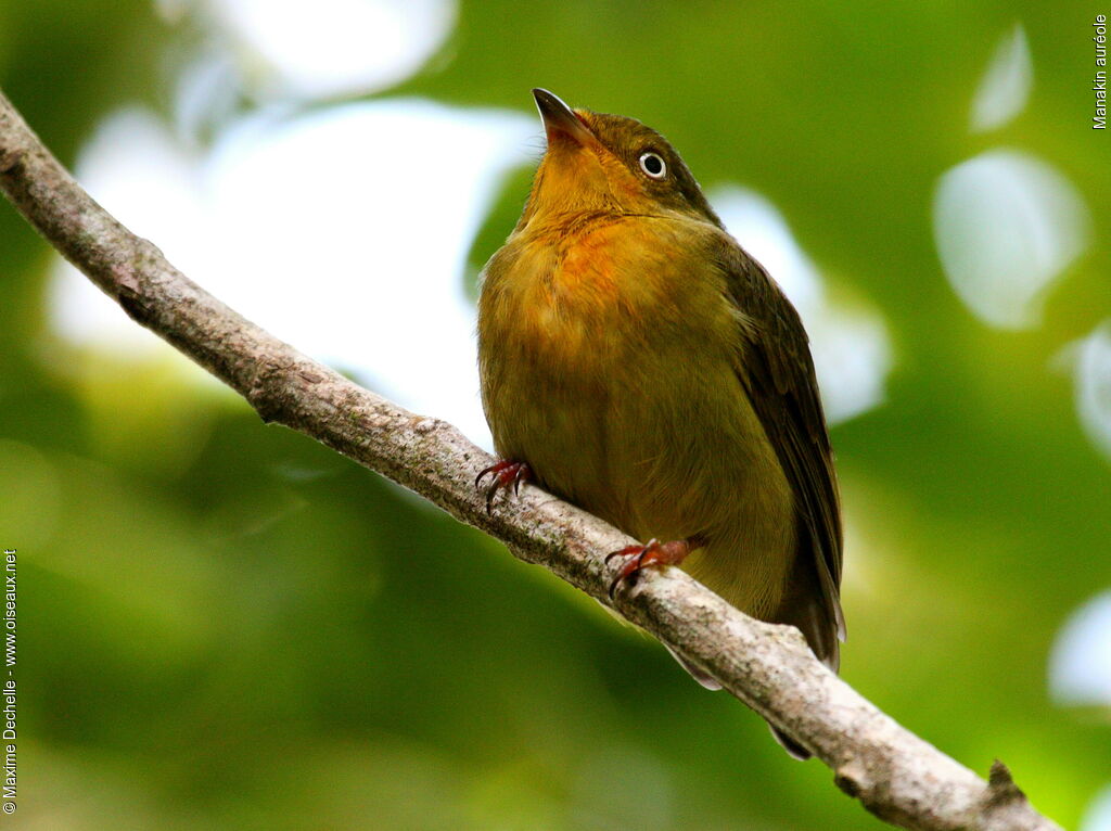 Crimson-hooded Manakin female adult, identification