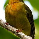 Manakin auréole