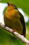 Crimson-hooded Manakin