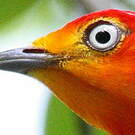 Manakin auréole