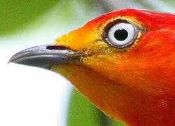 Crimson-hooded Manakin