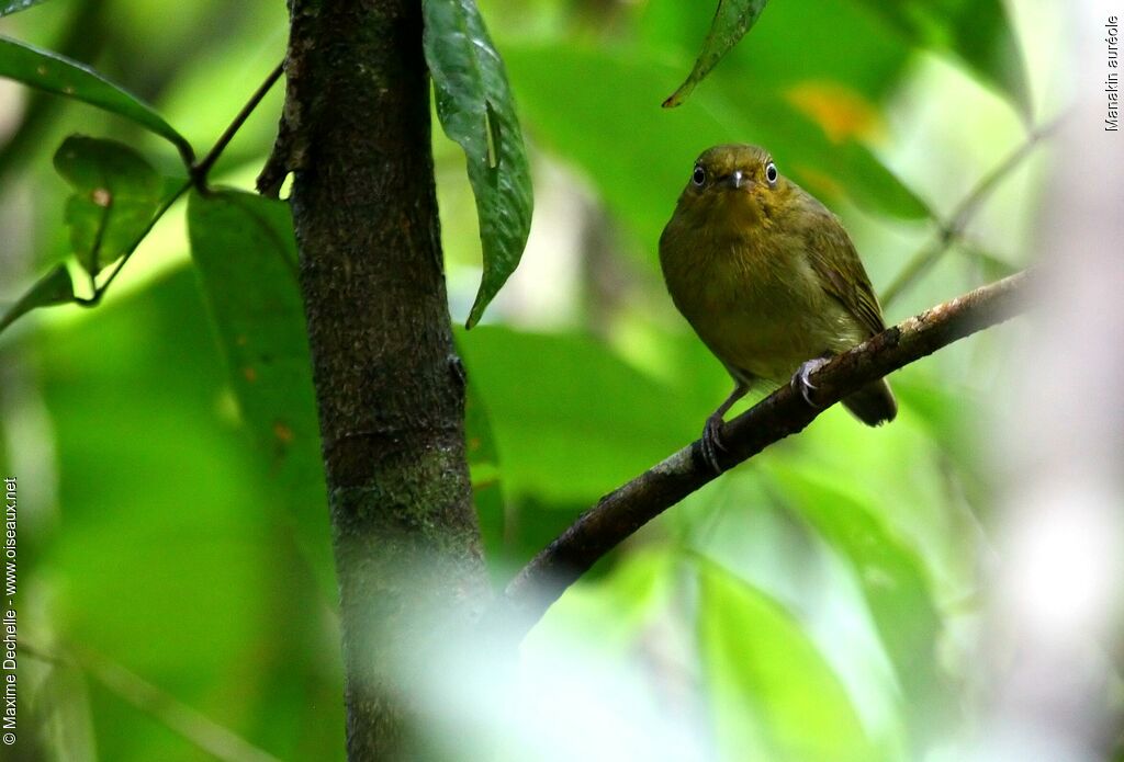 Manakin auréole femelle adulte