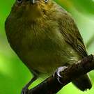 Manakin auréole