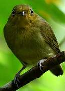 Crimson-hooded Manakin