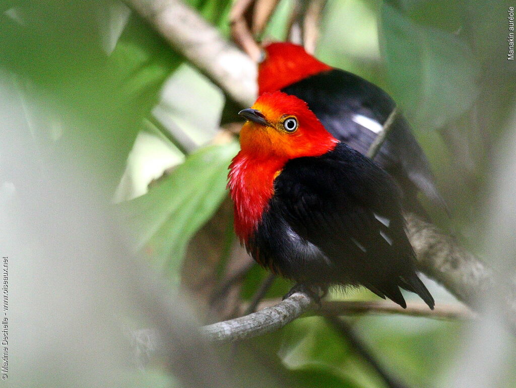 Crimson-hooded Manakin male adult, identification