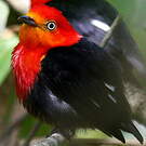 Manakin auréole
