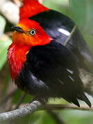 Crimson-hooded Manakin