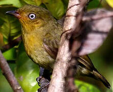 Crimson-hooded Manakin