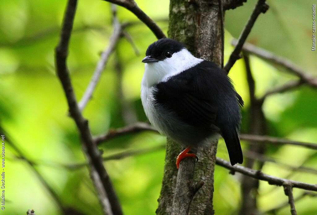 White-bearded Manakin male adult, identification