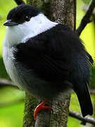 White-bearded Manakin