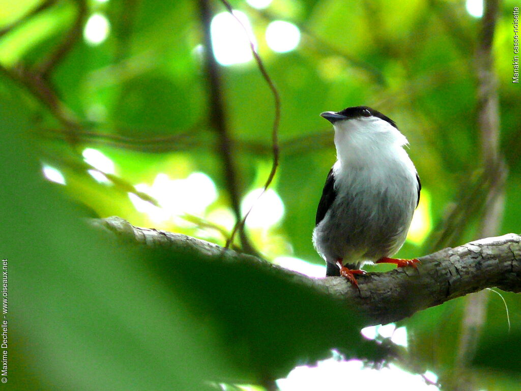 White-bearded Manakin male adult