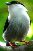 White-bearded Manakin