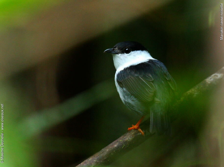 White-bearded Manakin male adult