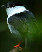 White-bearded Manakin