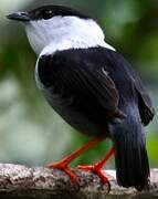 White-bearded Manakin