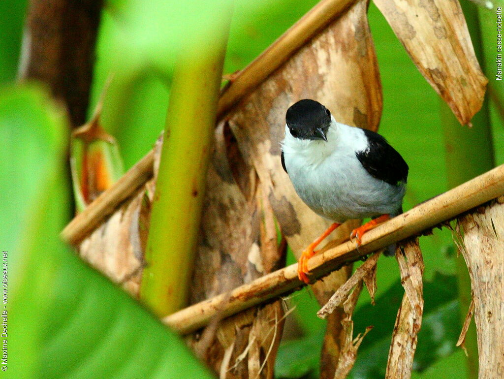 White-bearded Manakin male adult, identification