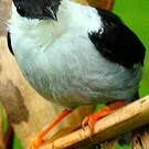 Manakin casse-noisette