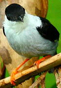 White-bearded Manakin