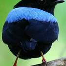 Manakin tijé
