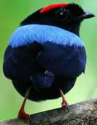 Blue-backed Manakin