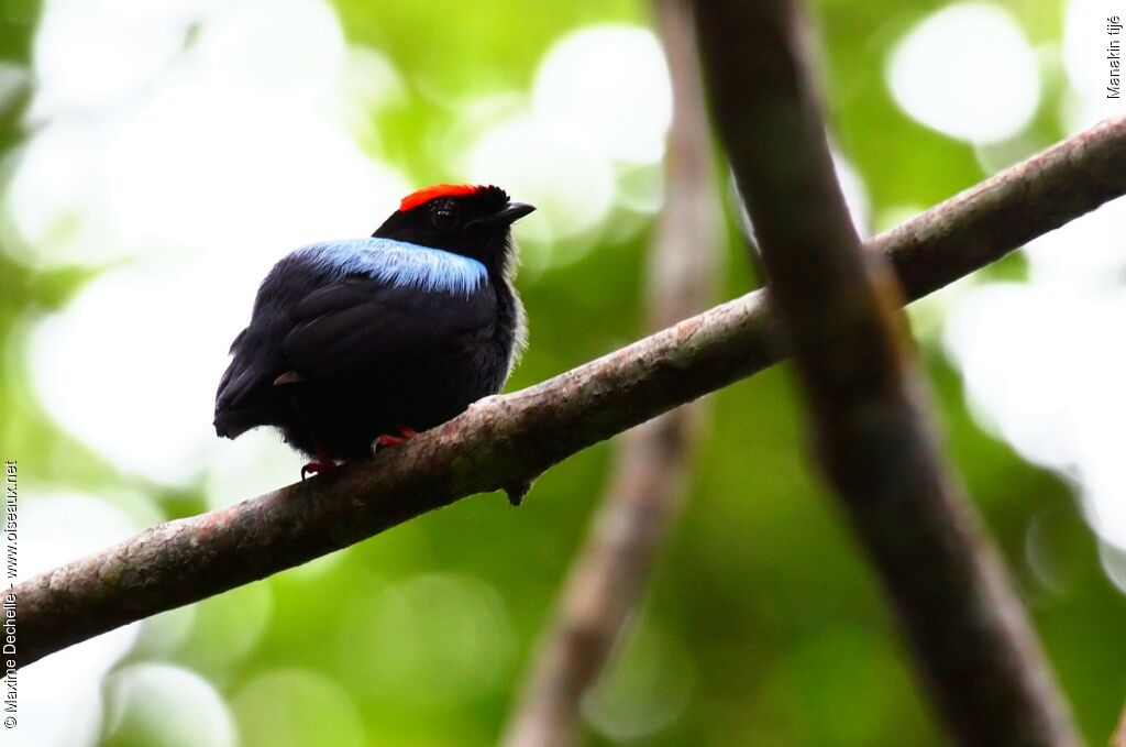 Blue-backed Manakin male adult