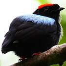 Manakin tijé