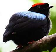 Blue-backed Manakin