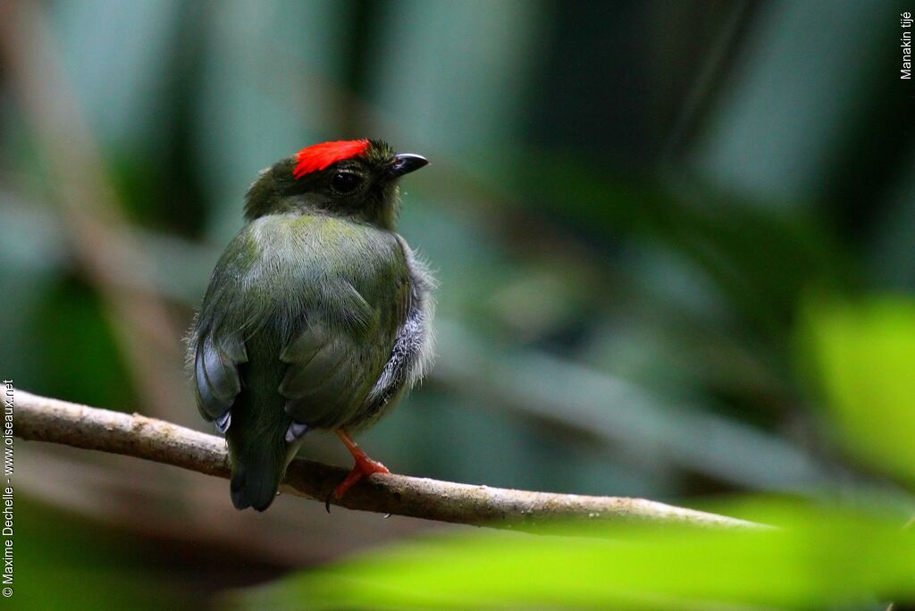 Manakin tijé mâle immature