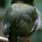 Manakin tijé