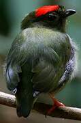 Blue-backed Manakin