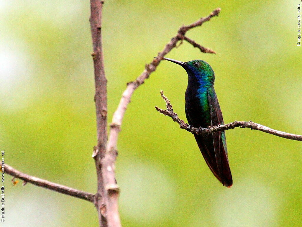 Black-throated Mango male adult