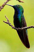 Black-throated Mango