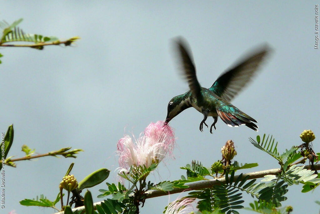 Black-throated Mango, Flight, feeding habits