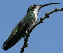 Black-throated Mango