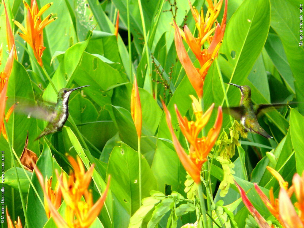 Black-throated Mango 