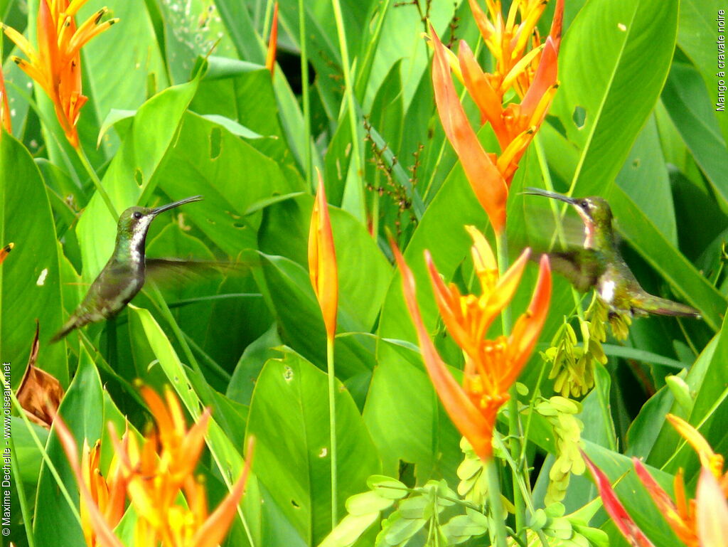 Black-throated Mango 