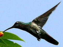 Black-throated Mango