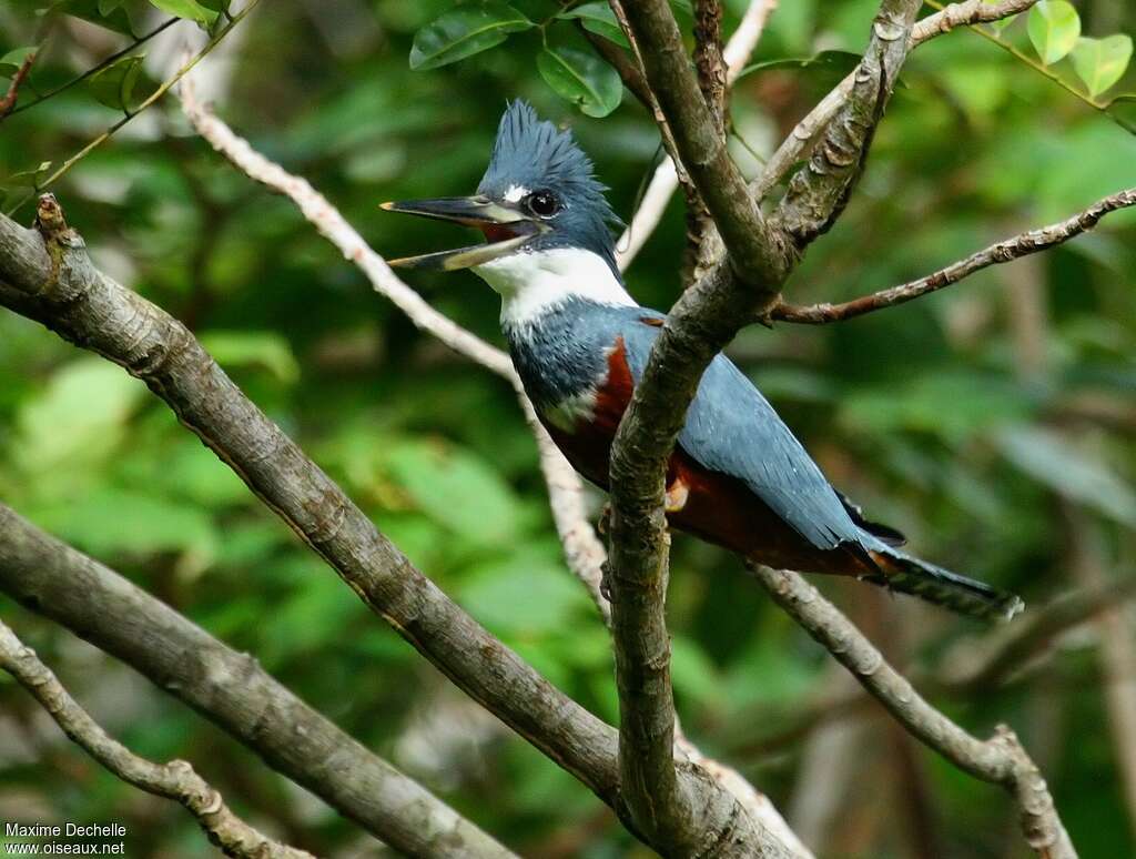 Ringed Kingfisher female adult, song