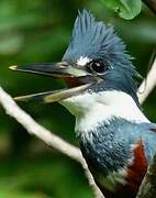 Ringed Kingfisher