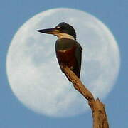 Ringed Kingfisher