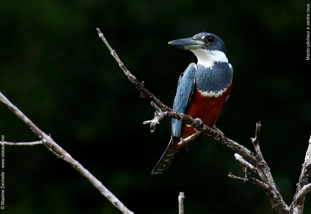 Martin-pêcheur à ventre roux femelle adulte, identification