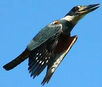 Ringed Kingfisher