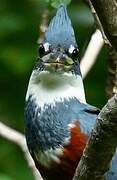 Ringed Kingfisher