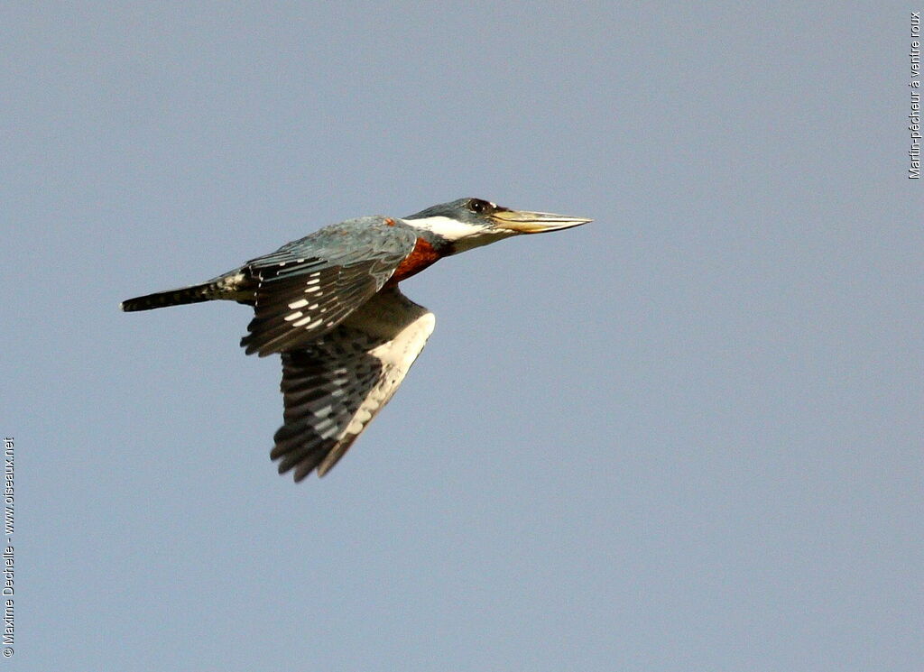 Ringed Kingfisher male adult