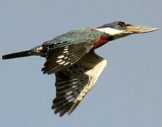 Ringed Kingfisher