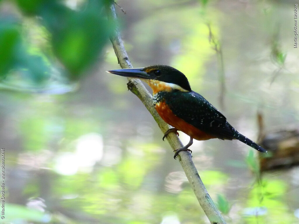 Green-and-rufous Kingfisher, identification