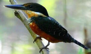 Green-and-rufous Kingfisher