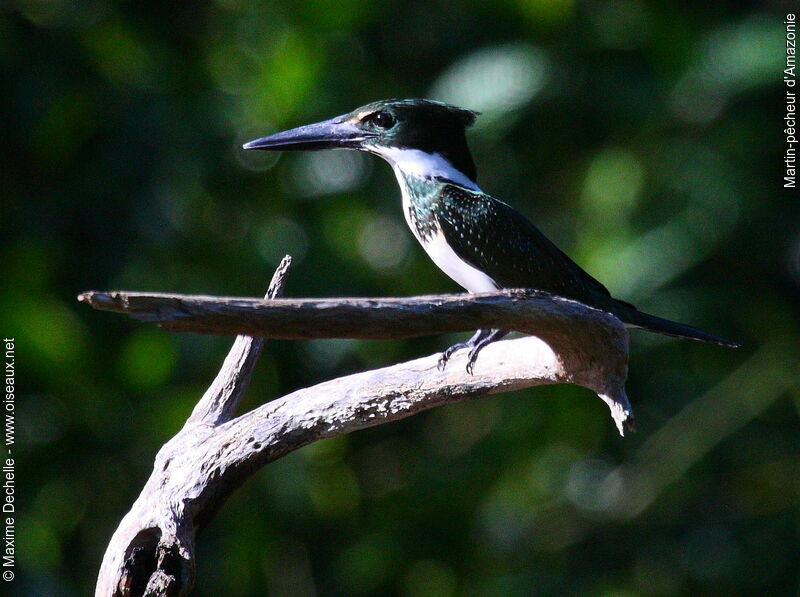 Amazon Kingfisher female adult, identification