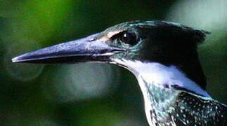 Amazon Kingfisher