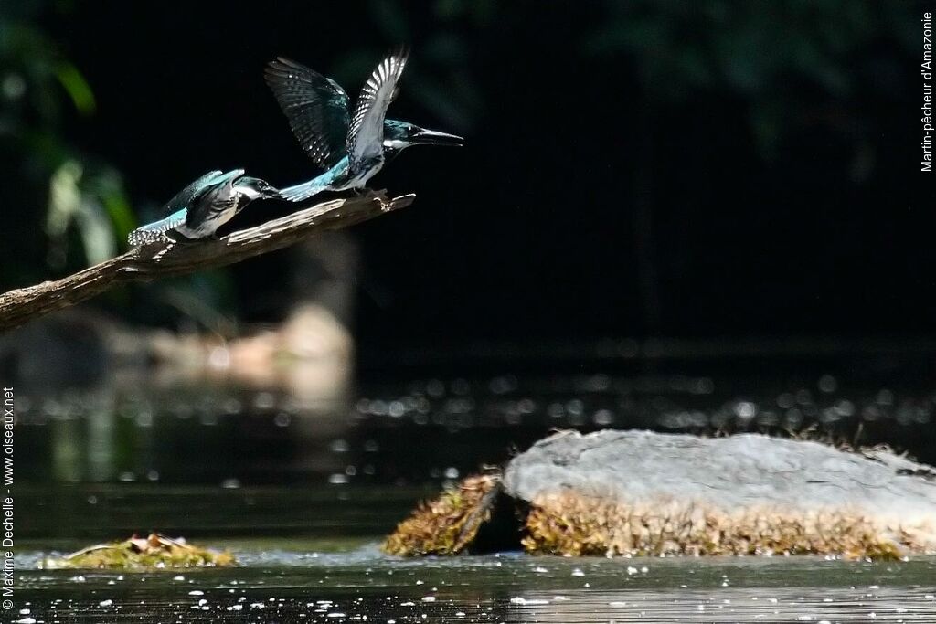 Amazon Kingfisher female